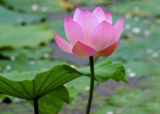 Lotus22x2x Lotus22x2x