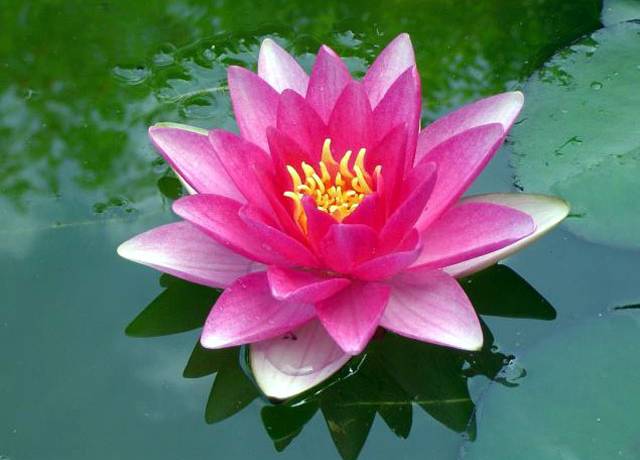 The beauty of cultivation in Falun Dafa.