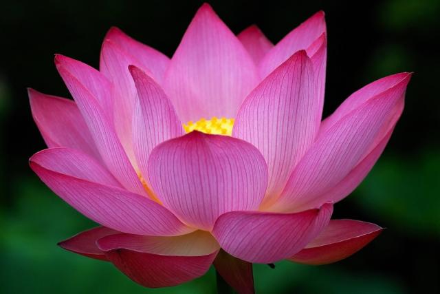Big_dark_pink_Lotus_Flower_photo