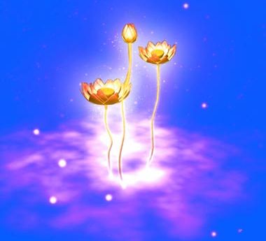 lotus flower lotus flower