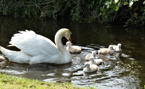 swans swans