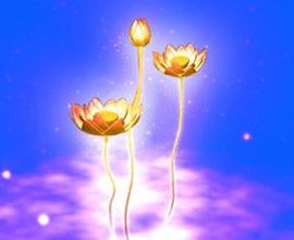 lotus flower