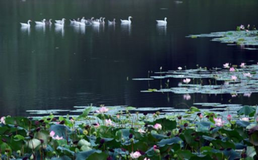 pond