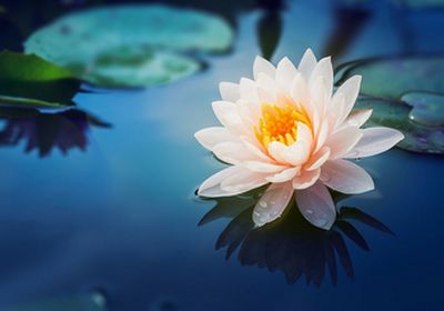 beautiful lotus flower