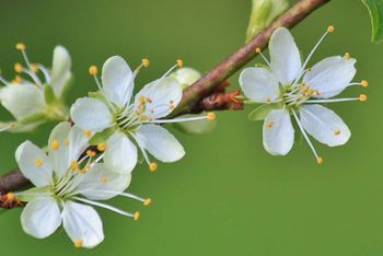 flowers 1