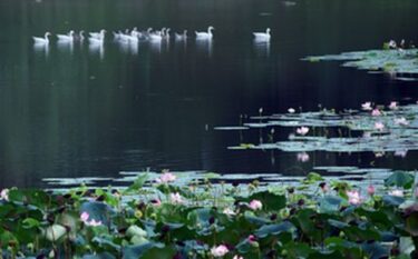 pond