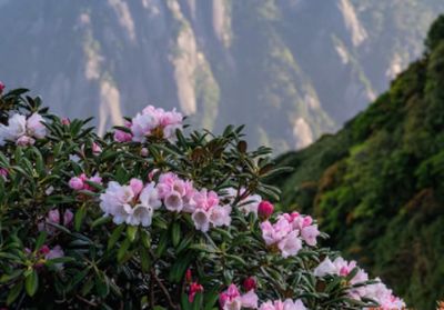 tree flowers