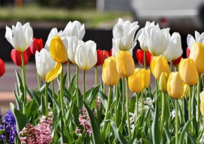 tulips