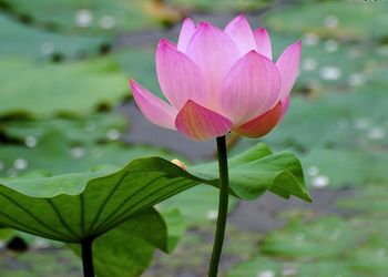 Lotus22x2x