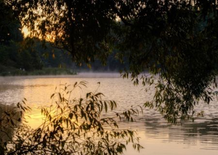 pond trees